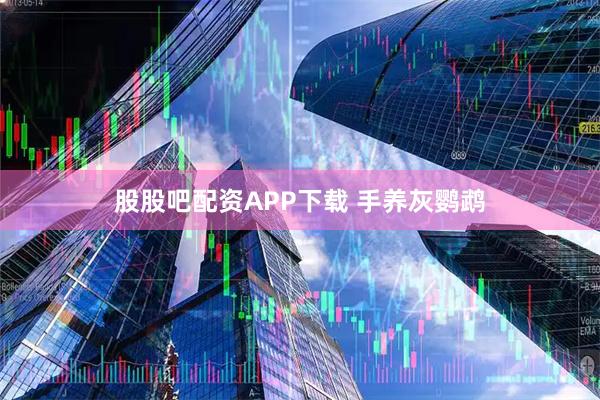 股股吧配资APP下载 手养灰鹦鹉